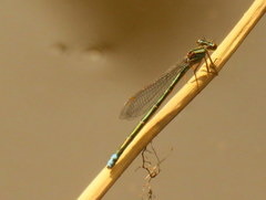 Pseudagrion draconis