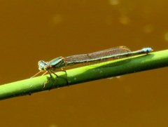 Pseudagrion draconis