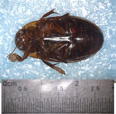 Dytiscus fasciventris