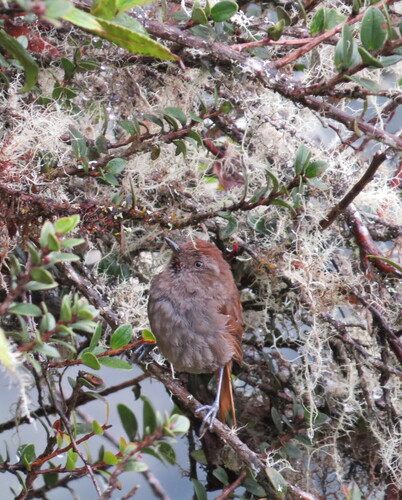 Puna Thistletail (Asthenes helleri), photo 2