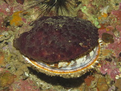 Spondylus varius