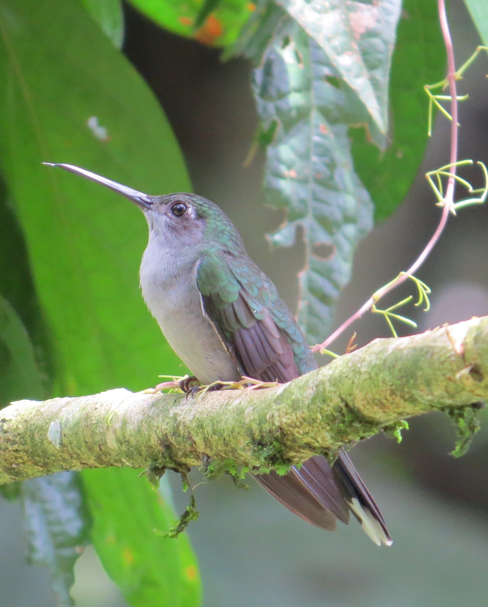 Grey-breasted Sabrewing (Campylopterus largipennis), photo 3