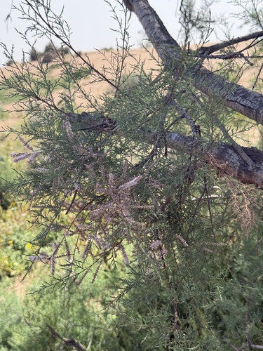 French tamarisk (Tamarix gallica)