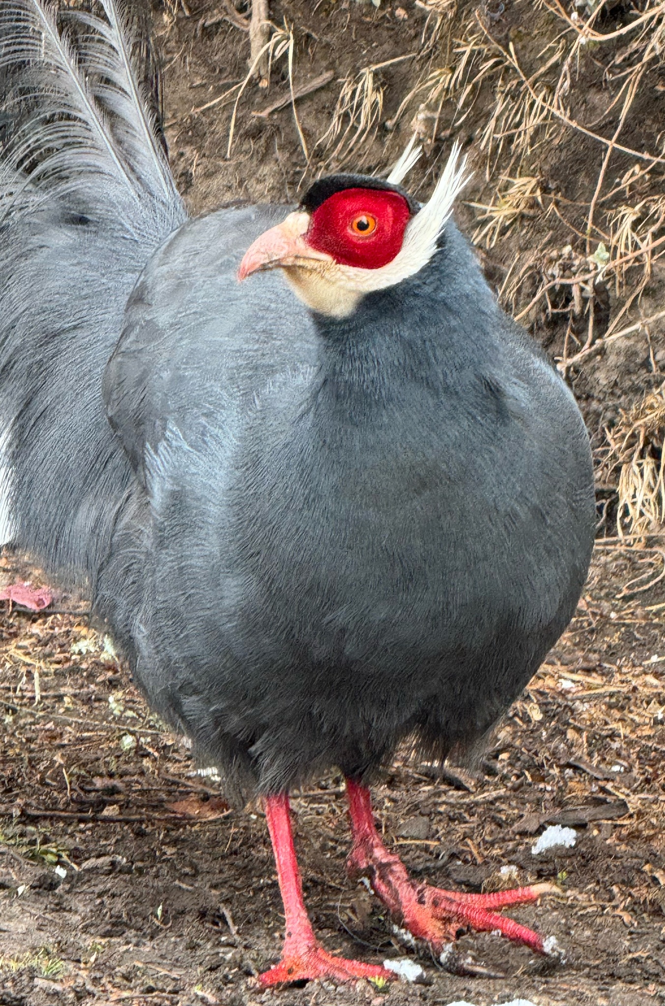 Blue Eared Pheasant (Crossoptilon auritum), photo 2