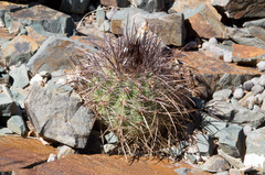Parodia aureicentra