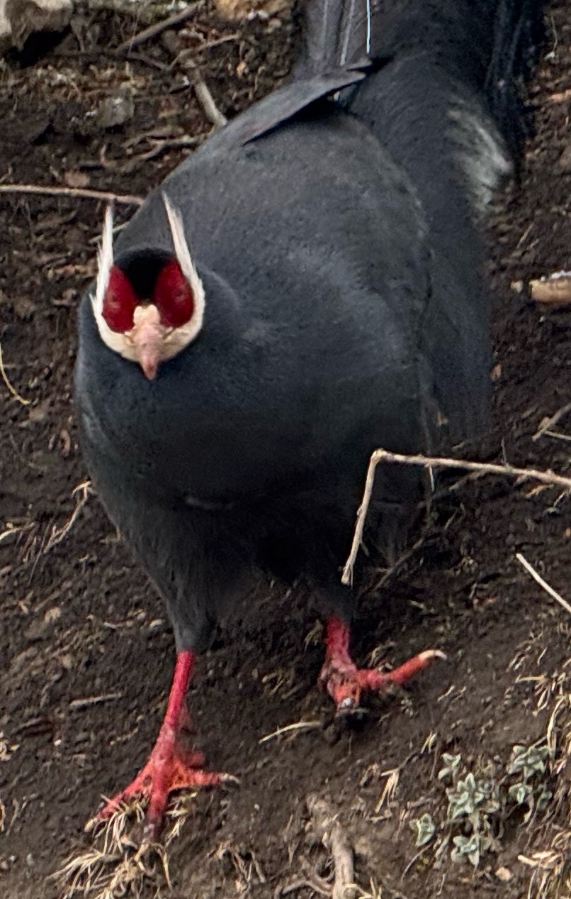 Blue Eared Pheasant (Crossoptilon auritum), photo 3