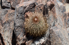 Parodia aureicentra