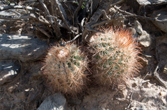 Parodia aureicentra