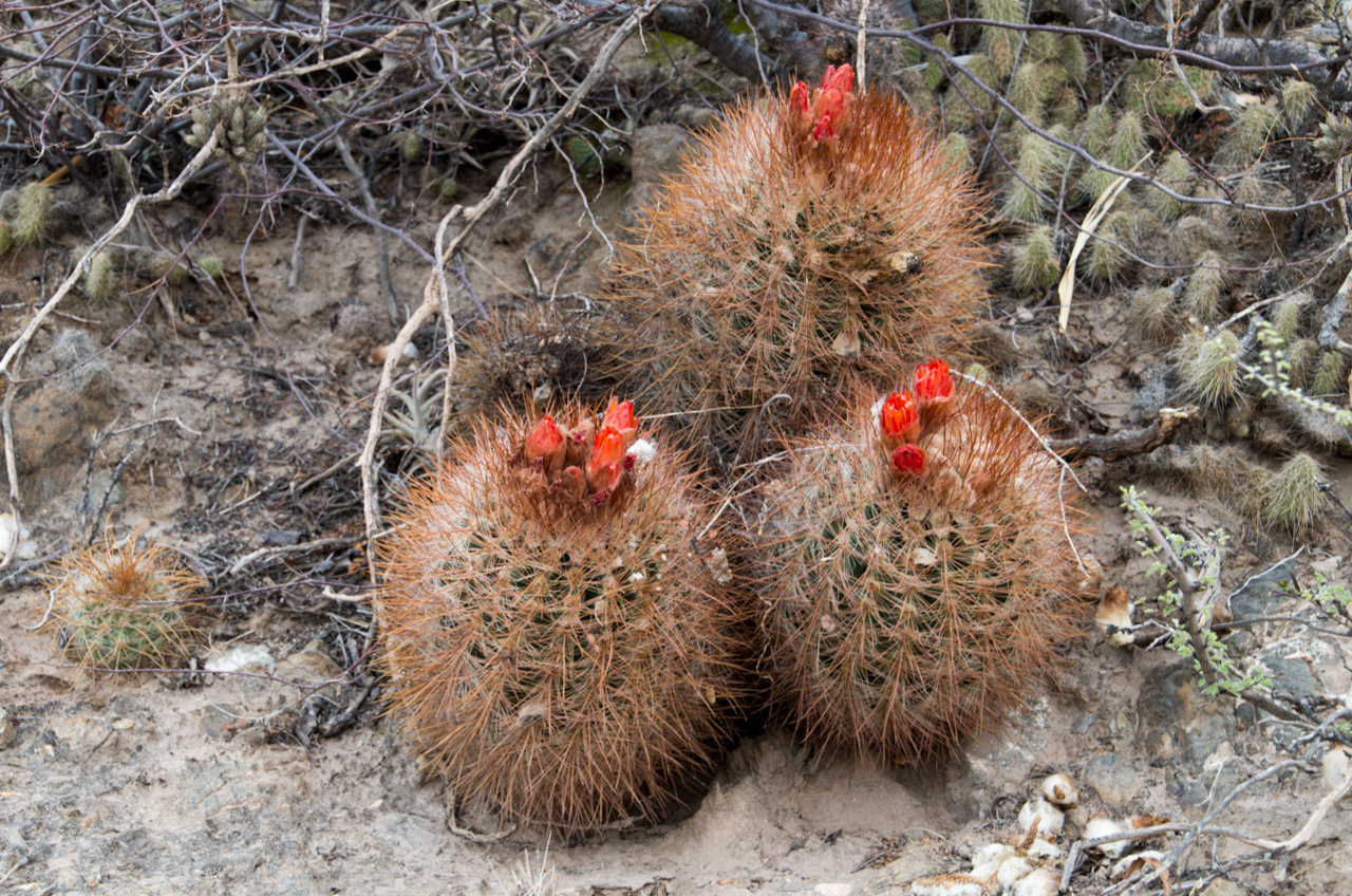Parodia aureicentra