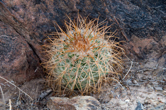 Parodia aureicentra