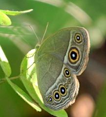 Brakefieldia simonsii