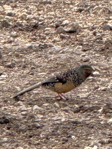 Giant Laughingthrush (Ianthocincla maxima), photo 3