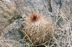 Parodia aureicentra