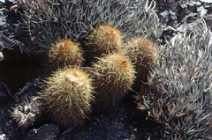 Parodia aureicentra