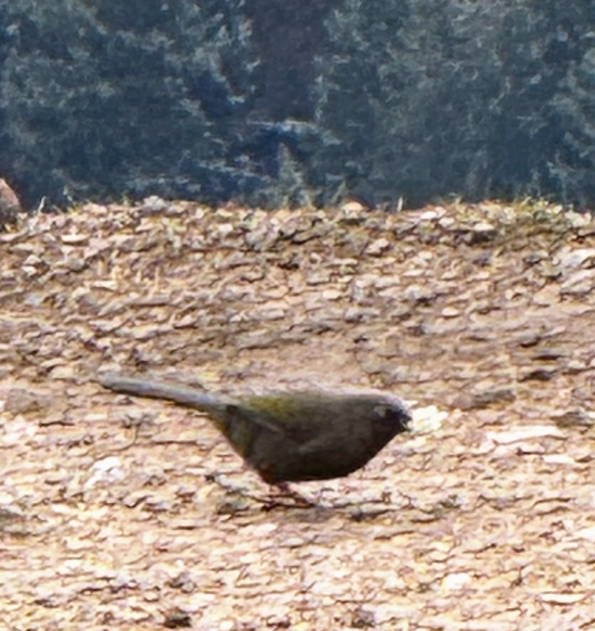 Elliot's Laughingthrush (Trochalopteron elliotii), photo 10