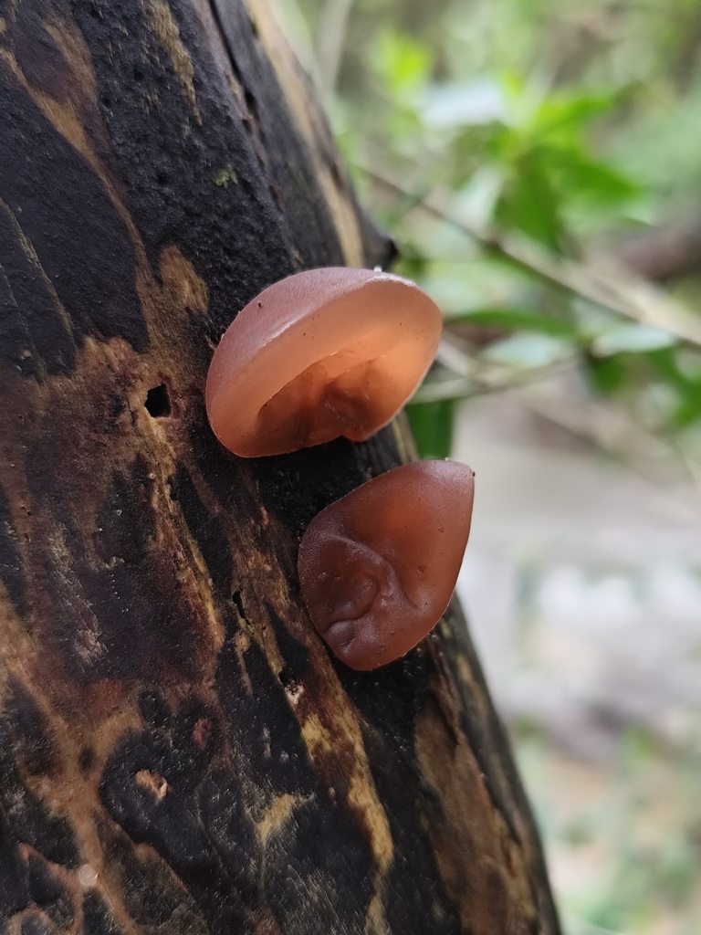 Auricularia auricula-judae · April 2026 · photo: © f_s (iNaturalist, cc-by)