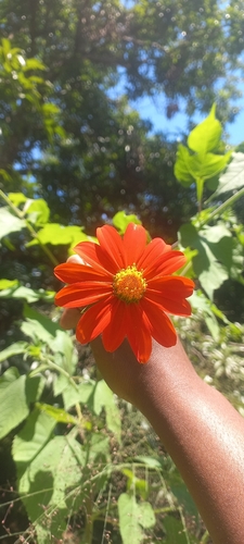 Red Sunflower