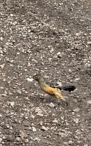 Giant Laughingthrush (Ianthocincla maxima), photo 9