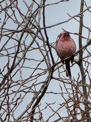 Pink-rumped Rosefinch (Carpodacus waltoni), photo 10