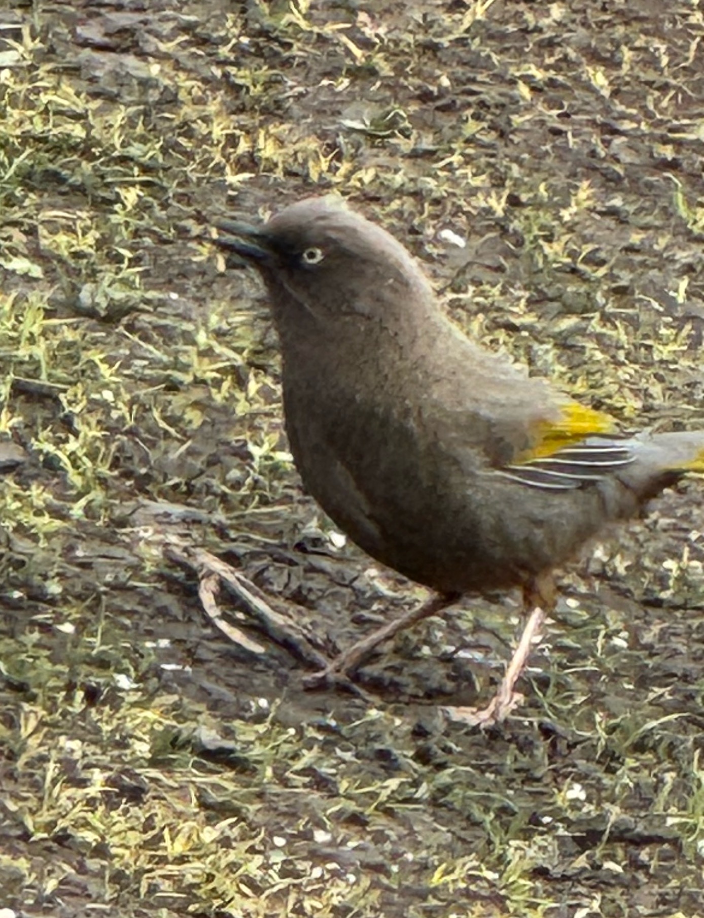 Elliot's Laughingthrush (Trochalopteron elliotii), photo 5