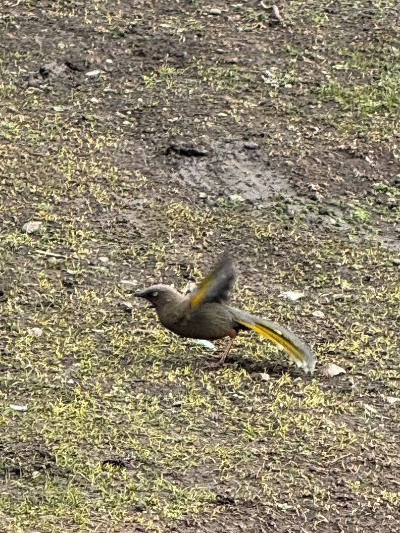 Elliot's Laughingthrush (Trochalopteron elliotii), photo 6