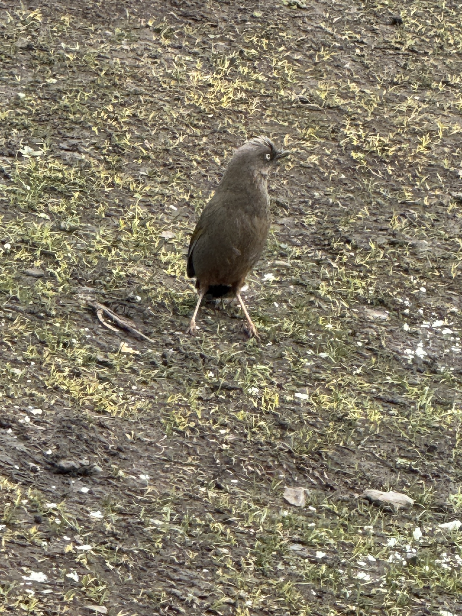 Elliot's Laughingthrush (Trochalopteron elliotii), photo 7