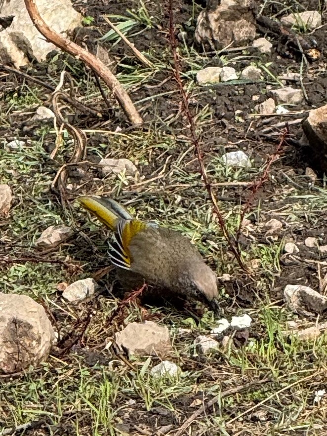 Elliot's Laughingthrush (Trochalopteron elliotii), photo 8