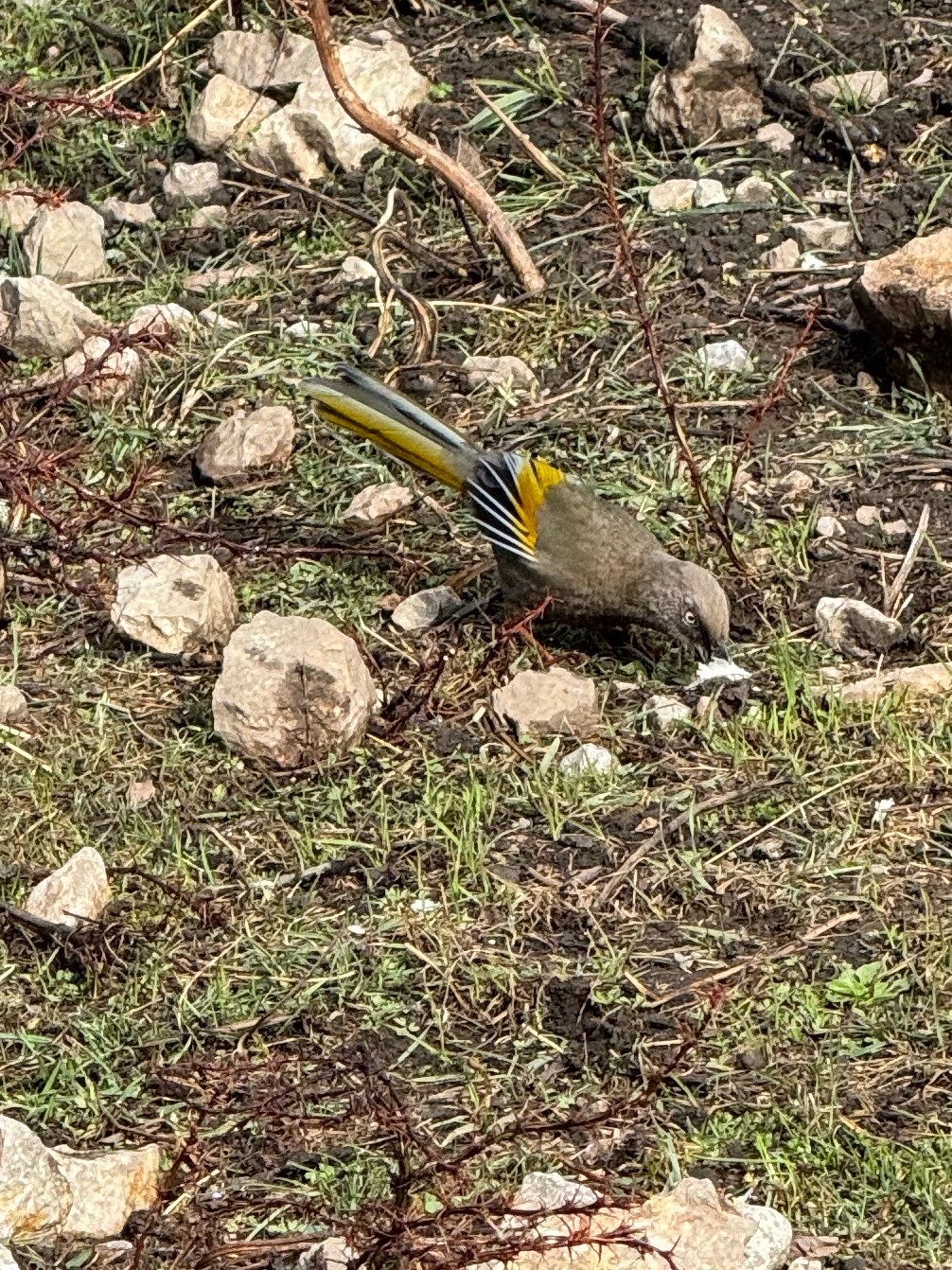 Elliot's Laughingthrush (Trochalopteron elliotii), photo 9