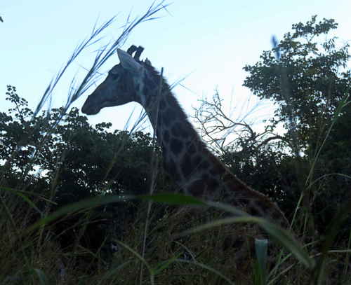 Giraffidae image