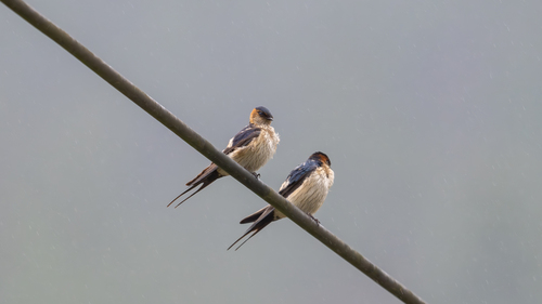 Eastern Red-rumped Swallow