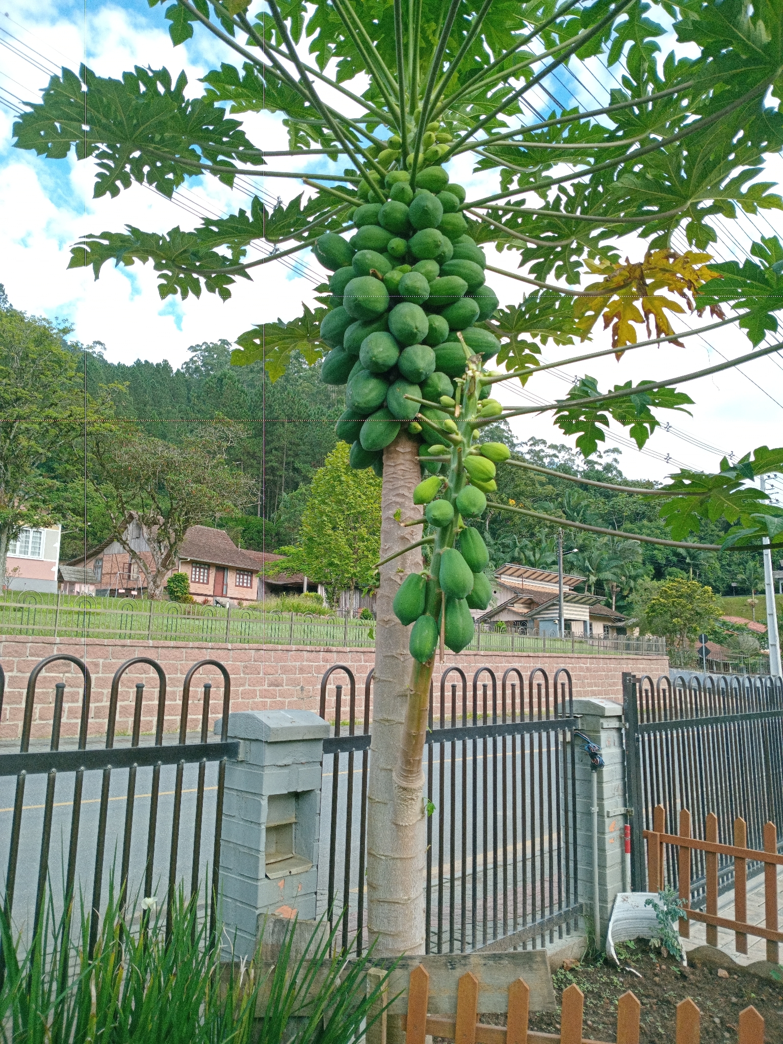 Carica papaya