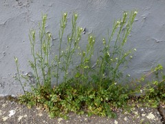 Cardamine hirsuta