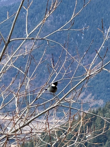 Rufous-vented Tit (Periparus rubidiventris)