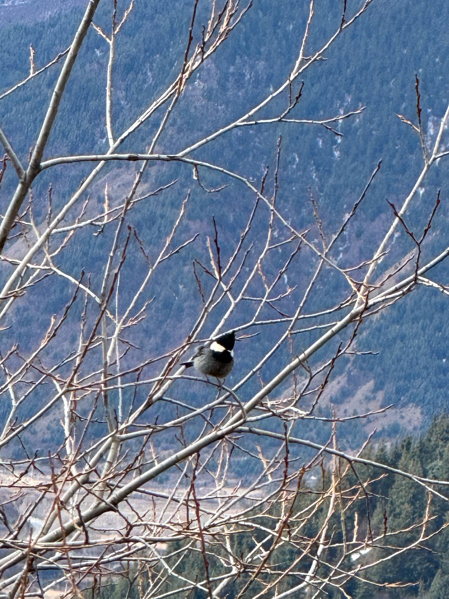 Rufous-vented Tit (Periparus rubidiventris), photo 1