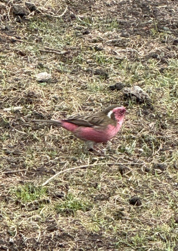 Chinese White-browed Rosefinch (Carpodacus dubius)