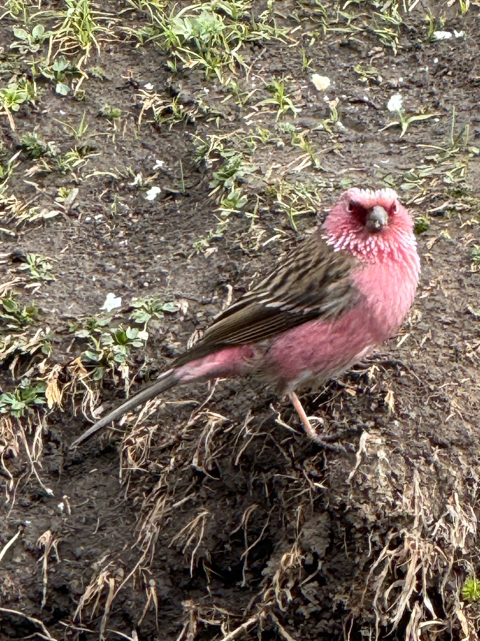 Chinese White-browed Rosefinch (Carpodacus dubius), photo 3