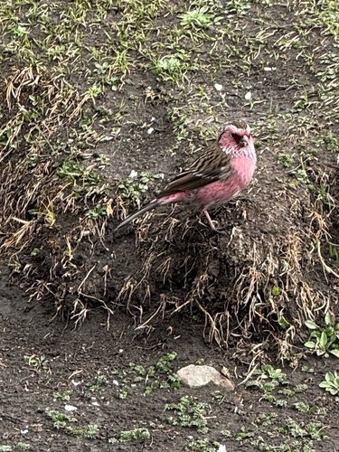 Chinese White-browed Rosefinch (Carpodacus dubius), photo 9