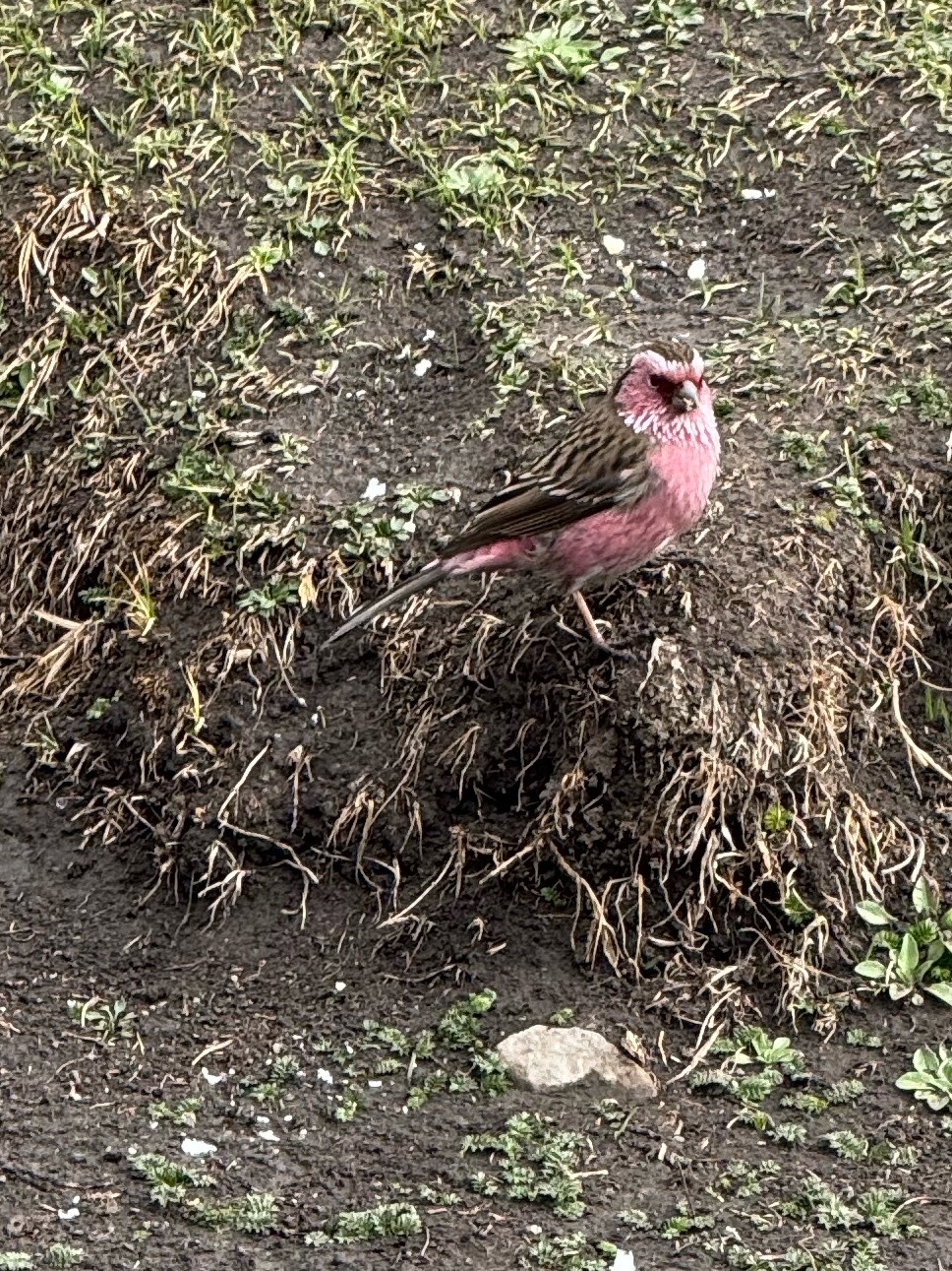 Chinese White-browed Rosefinch (Carpodacus dubius), photo 4