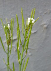 Cardamine hirsuta