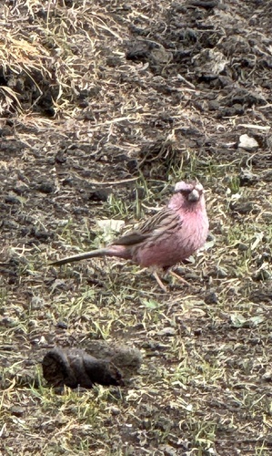Pink-rumped Rosefinch (Carpodacus waltoni), photo 2