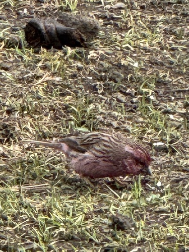 Pink-rumped Rosefinch (Carpodacus waltoni), photo 3