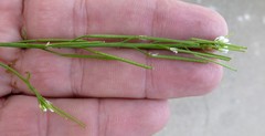 Cardamine hirsuta