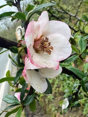 Cathay Flowering Quince (Chaenomeles cathayensis)