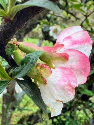 Chaenomeles cathayensis, photograph 2