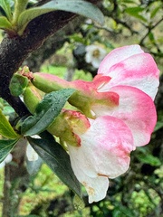 (c) chrisdt, some rights reserved (CC BY) Chaenomeles cathayensis, photograph (c) chrisdt, some rights reserved (CC BY)