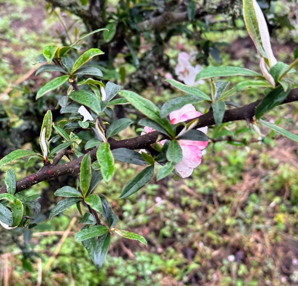Chaenomeles cathayensis; photograph (c) chrisdt, some rights reserved (CC BY)