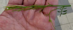 Cardamine hirsuta