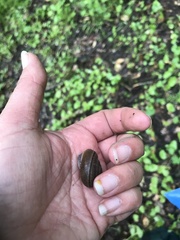 Helminthoglypta diabloensis