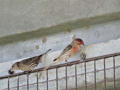 Haemorhous mexicanus