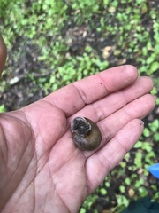 Helminthoglypta diabloensis